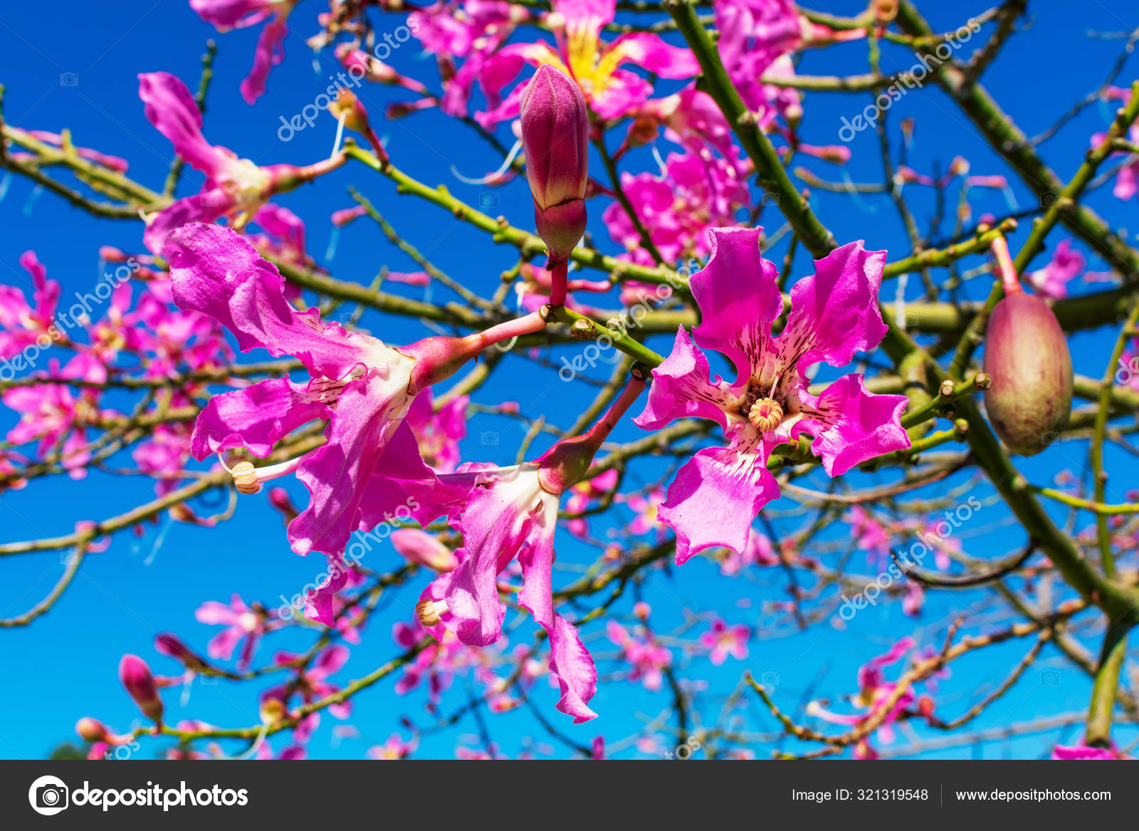 Floss Silk Tree Flower Fotografie Zdjecia Stockowe Floss Silk Tree Flower Obrazy Royalty Free