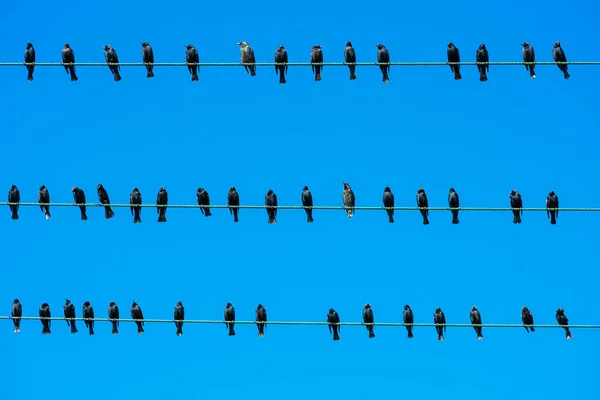 Flock of black birds sitting on three high voltage power lines. — ストック写真