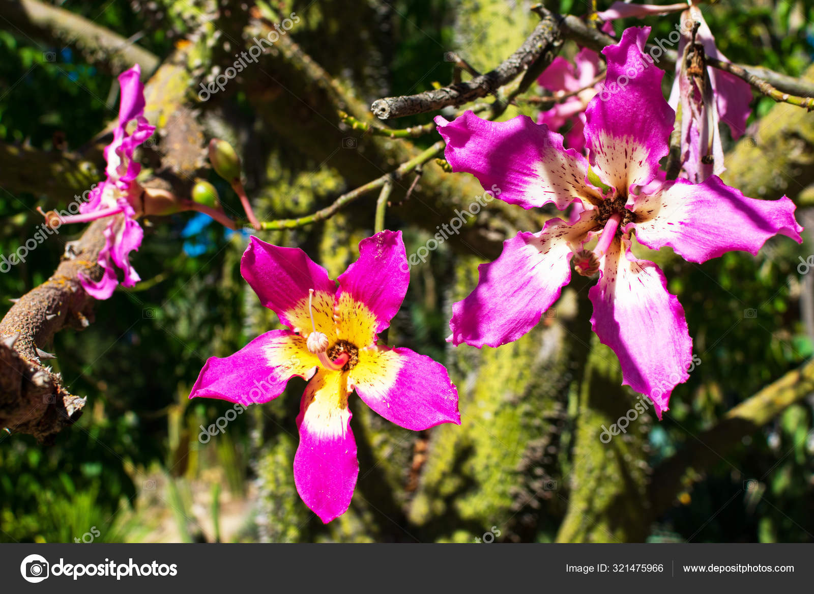 Floss Silk Tree Flower Fotografie Zdjecia Stockowe Floss Silk Tree Flower Obrazy Royalty Free