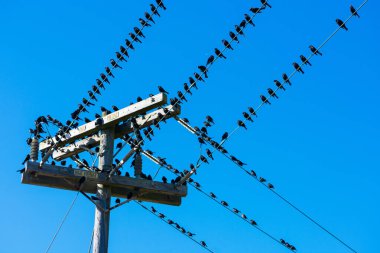 Yüksek voltajlı elektrik hatlarında oturan siyah kuş sürüsü.