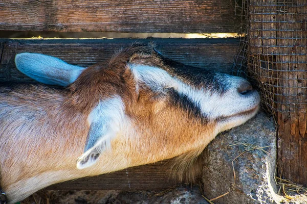 Gros plan portrait de tête de chèvre endormie — Photo