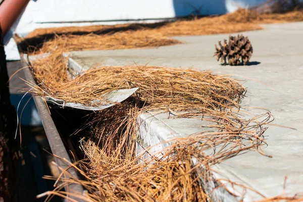 Roof gutter clogged with leaves, pine needles and debris