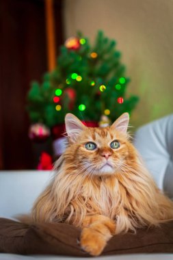 Bulanık Noel ağacı olan yalancı ve rahat bir kedinin güzel baş portresi.