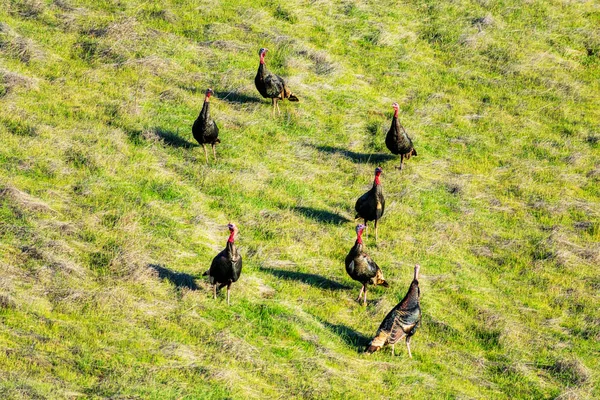 Wild turkey rafter feeding on green hill — Stock Photo, Image