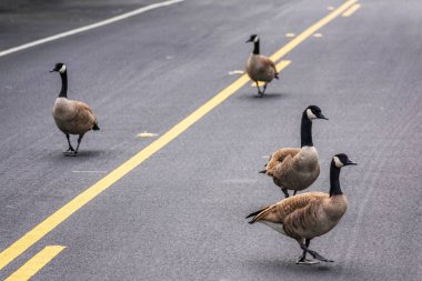 Yetişkin Kanadalı kaz sürüsü cadde merkezindeki dönüş şeridinde yürüyerek yoğun yol trafiğini engelliyor. Sokaklarda gezen vahşi yaşam araçları ve banliyöleri yavaşlatıyor.
