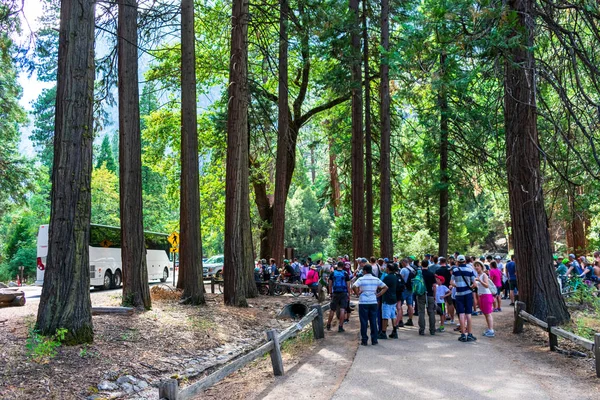 Multitud de turistas y visitantes esperan su turno para cruzar la concurrida carretera en el Valle de Yosemite durante la temporada alta —  Fotos de Stock