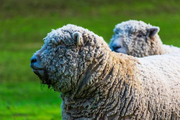 Ancienne Babydoll anglaise Southdown moutons sans cornes non cisaillés sur prairie d'herbe verte. Les moutons sont utilisés pour nettoyer le terrain et le sous-bois dans les vignobles de la cave — Photo