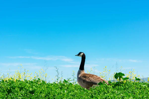 Adult Canadian goose walk on green landscape, blooming yellow flowers with blue sky as background — Stock Photo, Image