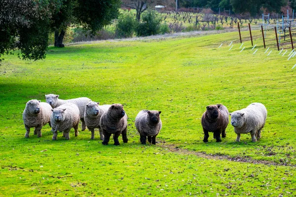 Ancienne Babydoll anglaise Southdown moutons sans cornes non cisaillés sur prairie d'herbe verte. La race est un mouton à petit cadre avec des jambes courtes et un visage en forme d'ours en peluche — Photo