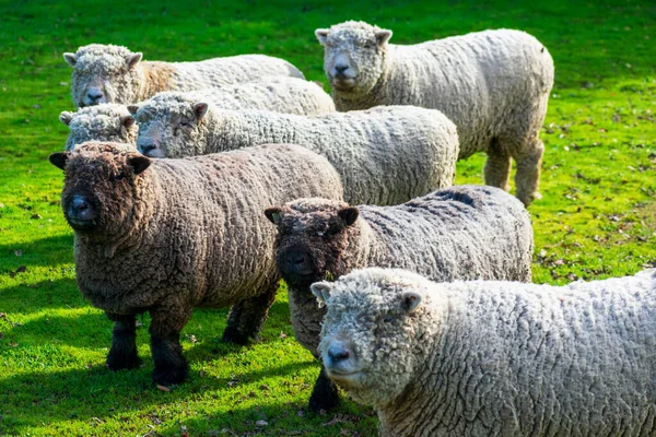 Olde English Babydoll Southdown unsheared hornless sheep on green grass meadow. The sheep are used to clear the grounds and underbrush at the winery's vineyards — 스톡 사진