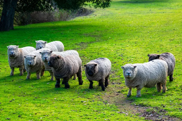 Ancienne Babydoll anglaise Southdown troupeau de moutons sans cornes non cisaillés sur prairie d'herbe verte. La race est un mouton à petit cadre avec des jambes courtes et un visage en forme d'ours en peluche — Photo