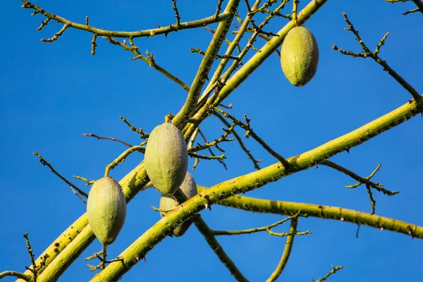 Pear shaped capsules, ovoid fruit pods, of floss silk tree. No leaves, no flowers on Ceiba speciosa tree trunks