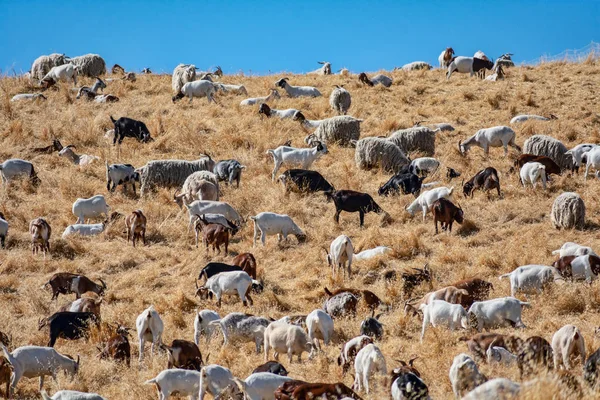 Goats chew through flammable grass on hill to prevent brush fire and keep wildfire risk down. Environmentally friendly brush control and wildfire prevention by grazing goats.