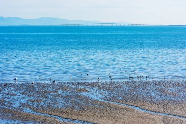 Scenic view of San Francisco Bay from shore. Birds feeding in bay mud exposed during low tide. Background San Mateo - Hayward Bridge linking the San Francisco Peninsula the East Bay. clipart