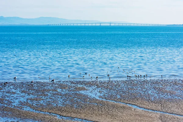 海岸からサンフランシスコ湾の景色 干潮時に露出した湾泥中の鳥の餌 背景サンマテオ サンフランシスコ半島と東湾を結ぶヘイワード橋 — ストック写真