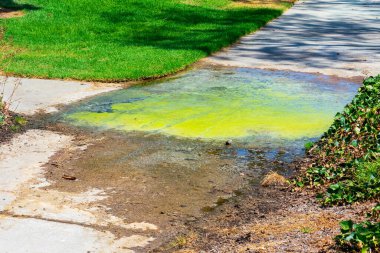 Constant dirty puddle of standing water on the sidewalk with growing green algae. Poorly managed landscaping irrigation system clipart