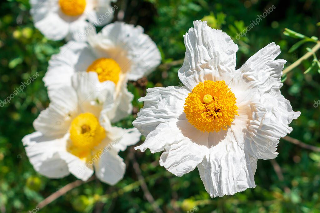 Matilija Poppies, romneya coulteri, California giant white tree poppy flowers.