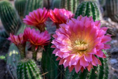 Echinopsis kaktüsü çiçekleri açıyor. Kırmızı ve mor büyük, güzel ve renkli kirpi kaktüsü çiçekleri kaktüs bahçesinde çiçek açıyor.