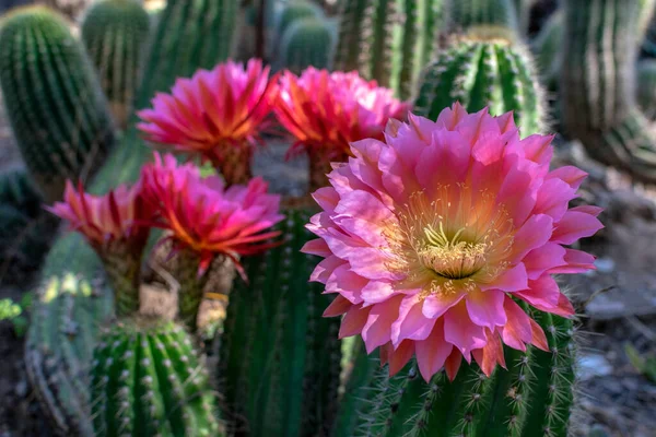 Echinopsis Flores Cactus Floreciendo Flores Rojas Púrpuras Grandes Hermosas Coloridas —  Fotos de Stock