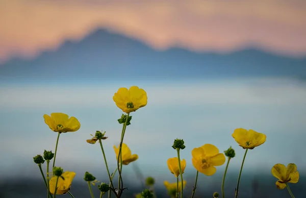 Beautiful Yellow Flowers Mountains — Free Stock Photo