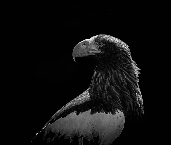 11 891 Eagle Black Background Stock Photos Free Royalty Free Eagle Black Background Images Depositphotos
