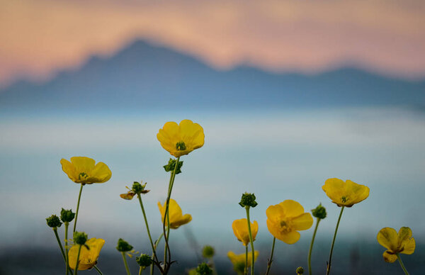 Beautiful yellow flowers in the mountains — Stock Image Beautiful Yellow Flowers Mountains Royalty Free Stock Images