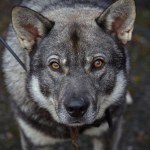 Porträt eines Wolfes, der in die Kamera blickt