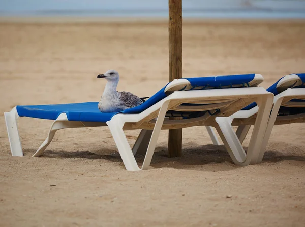 Vogel Auf Sonnenliege Strand — kostenloses Stockfoto