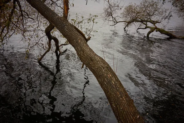 Alberi Morti Sul Fiume — Foto stock gratuita