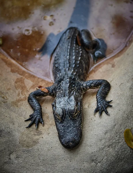 Krokodil Het Water Close Zicht — Gratis stockfoto