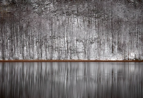 Vackert Vinterlandskap Med Träd Skogen — Gratis stockfoto