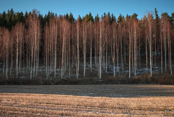 Peisaj Frumos Iarnă Copaci Pădure — Fotografie de stoc gratuită
