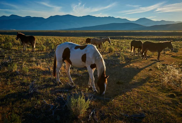 Cows Grazing Pasture Horse  — 無料ストックフォト