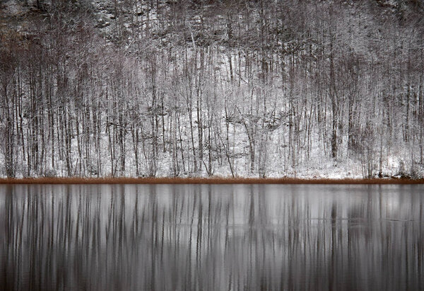 Beautiful Winter Landscape Trees Woods — Stock Photo, Image