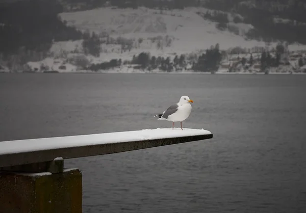 Mouette Assise Seule Sur Plongeoir — Photo