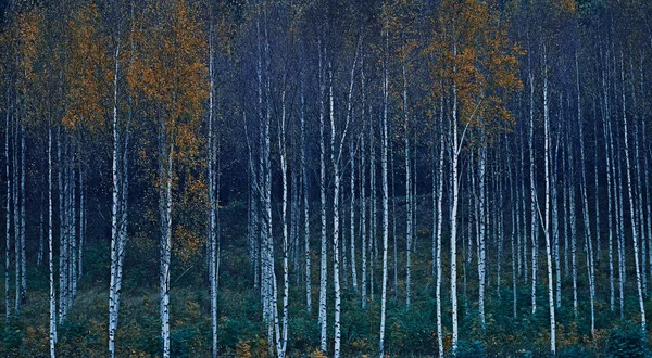 Břízy Barvách Podzimu — Stock fotografie