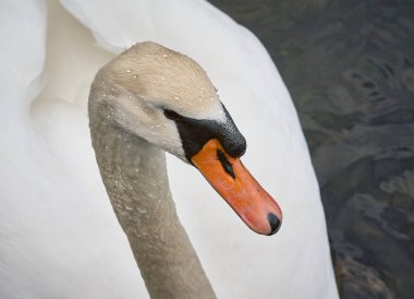 Güzel Kuğu denizde yüzüyor
