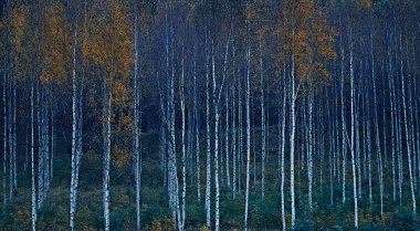Huş ağaçları sonbahar renkleri