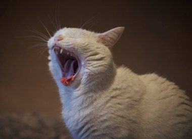 Ağzı açık kedi gibi nefes nefese.