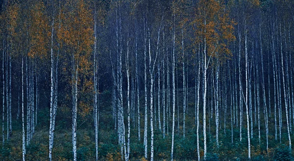 Břízy v barvách podzimu — Stock fotografie