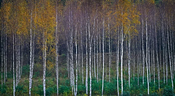 Břízy v barvách podzimu — Stock fotografie