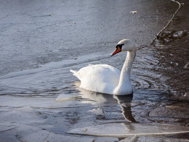 Kışın nehirde kuğu, yakın