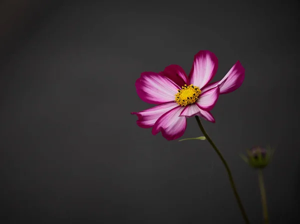 Bellissimo Fiore Rosa Sfondo — Foto Stock