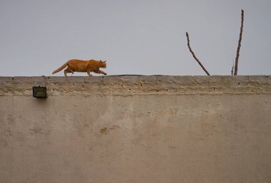 Duvarda yürüyen kedinin yan görüntüsü