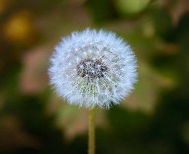 bulanık arka plan karşı karahindiba yakın çekim görünümü
