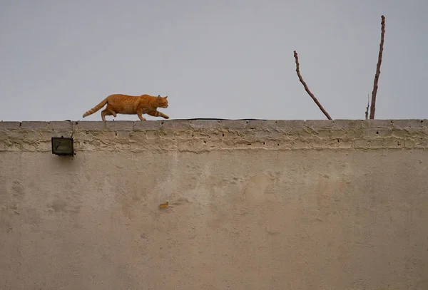 Sidovy Katt Promenader Vägg — Stockfoto