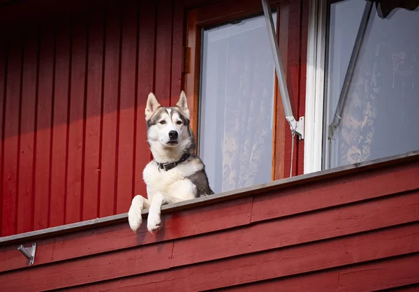 Dog Leaning Red Terrace Building — Stock Photo, Image