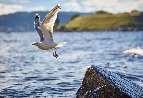 Mouette Volant Dessus Surface Ondulée Mer Par Temps Ensoleillé — Photo