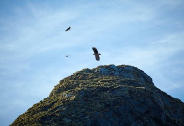 Norveç, Norveç ve Avrupa 'da Bleik' teki kayaların üzerinden uçan kartalların alçak açısı