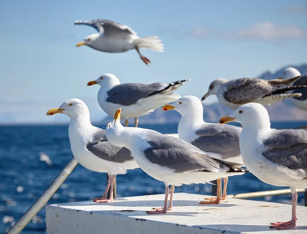 Gaivotas Empoleiradas Cais Água Mar Aldeia Bleik Condado Nordland Noruega — Fotografia de Stock